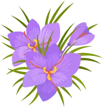 Affron® Safran Ekstresi (Crocus sativus) Stigmanın Klinik Etkileri